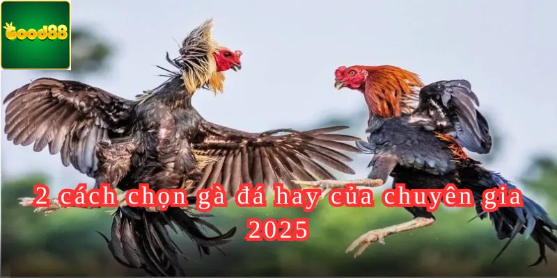 2 cách chọn gà đá hay của chuyên gia 2025