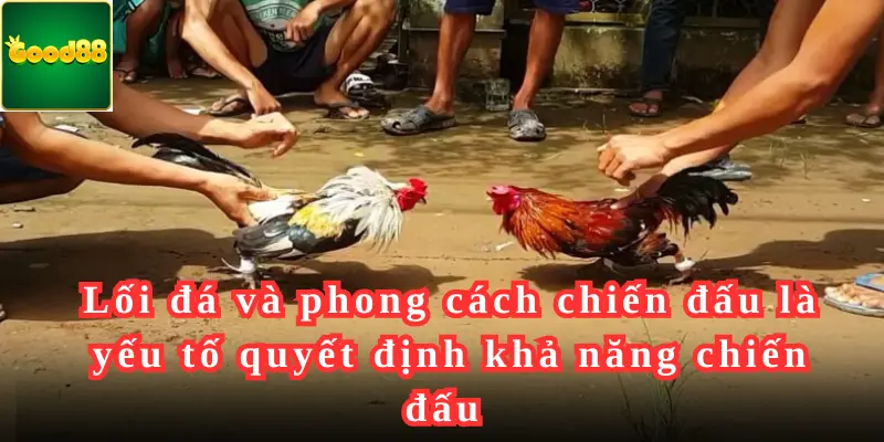 Lối đá và phong cách chiến đấu là yếu tố quyết định khả năng chiến đấu và thành công của gà trong các trận đấu gà đá 