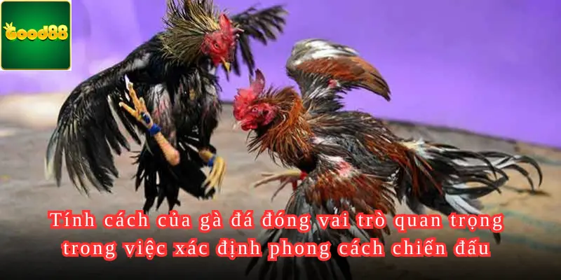 Tính cách của gà đá đóng vai trò quan trọng trong việc xác định phong cách chiến đấu và khả năng thích nghi với lối đá của người chơi 