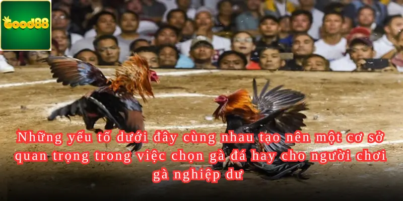 Những yếu tố dưới đây cùng nhau tạo nên một cơ sở quan trọng trong việc chọn gà đá hay cho người chơi gà nghiệp dư 