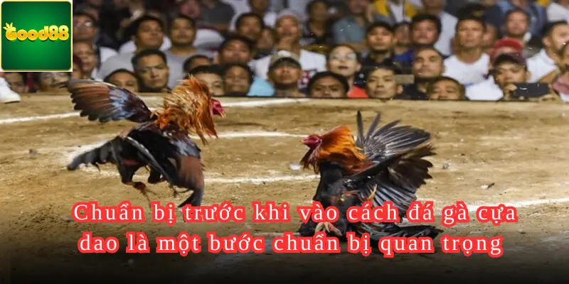 Chuẩn bị trước khi vào cách đá gà cựa dao là một bước chuẩn bị quan trọng 