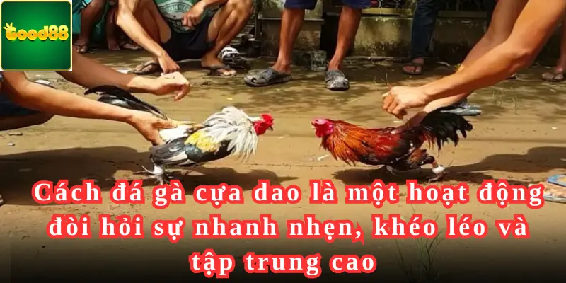 Cách đá gà cựa dao là một hoạt động đòi hỏi sự nhanh nhẹn, khéo léo và tập trung cao 