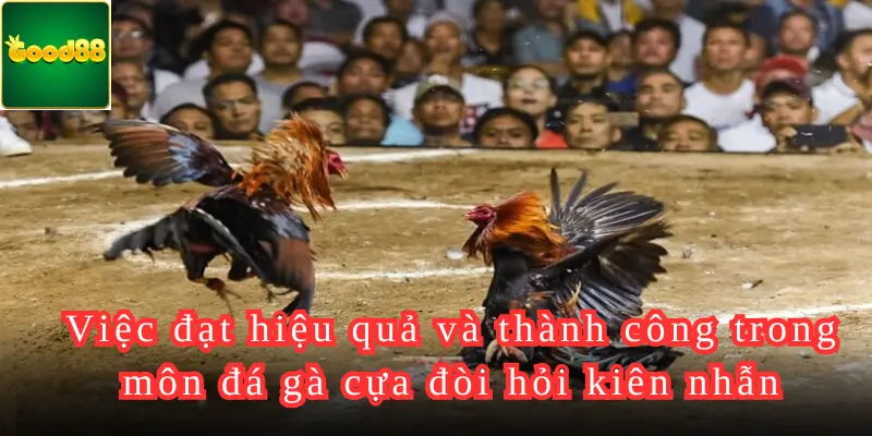 Việc đạt hiệu quả và thành công trong môn đá gà cựa đòi hỏi kiên nhẫn, sự nghiêm túc và đam mê trong quá trình rèn luyện 