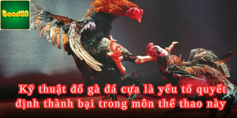 Kỹ thuật đổ gà đá cựa là yếu tố quyết định thành bại trong môn thể thao này 