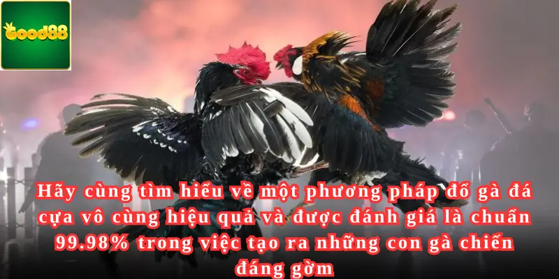 Hãy cùng tìm hiểu về một phương pháp đổ gà đá cựa vô cùng hiệu quả và được đánh giá là chuẩn 99.98% trong việc tạo ra những con gà chiến đáng gờm 