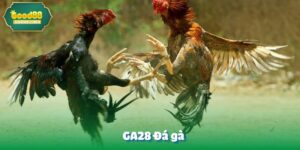 GA28 Đá gà
