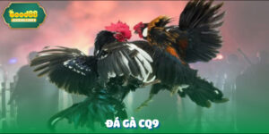 da ga CQ9 anh dai dien