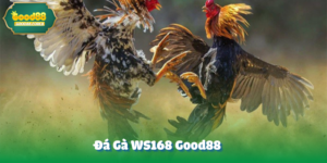 Đá Gà WS168 Good88